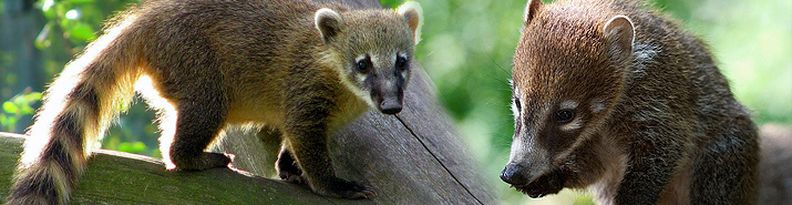 coati.jpg
